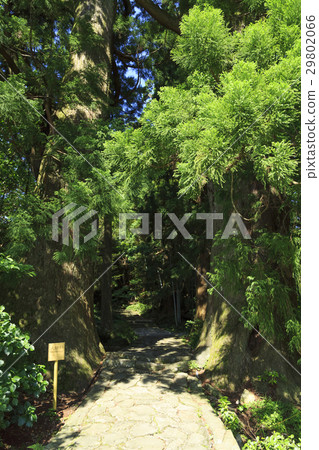 和歌山縣·熊野古道·Naka-ebashi Daimonzaka的夫妻雪松 和歌山縣·熊野古道·Naka-ebashi Daimonzaka的夫妻雪松 29802066