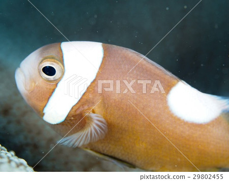 Touaka Anemonefish Touaka Anemonefish 29802455
