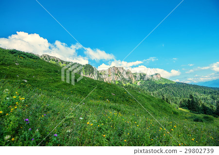Scenic view of mountain meadow Scenic view of mountain meadow 29802739