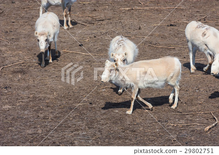 Russian antelope or Saiga tatarica 29802751