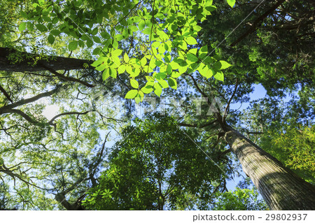 Wakayama prefecture · Kumano ancient road · Naka-eboku Daimonzaka Kumano's virgin forest 29802937