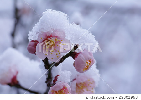 雪堆梅花 29802968