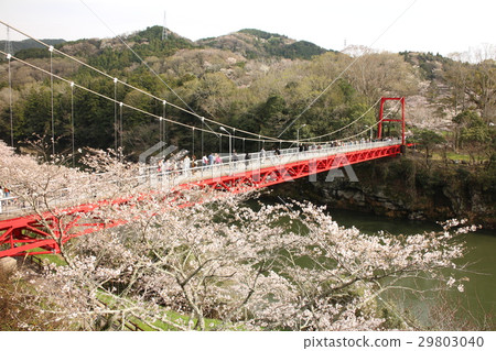 Cherry blossoms at Sakurabuchi Park in Shinshiro, Aichi Prefecture 29803040