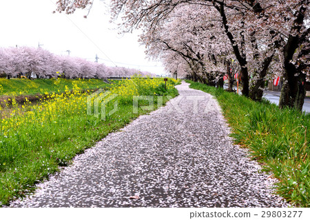 Sakurado 29803277