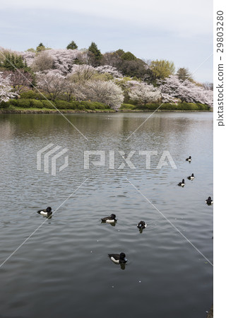 Mitsuike Park和Suzugamo的吉野櫻花樹 Mitsuike Park和Suzugamo的吉野櫻花樹 29803280