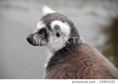 金剛狼狐猴 金剛狼狐猴 29803285