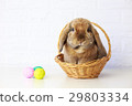 Easter Bunny in Basket and Easter Eggs. Lop Rabbit 29803334