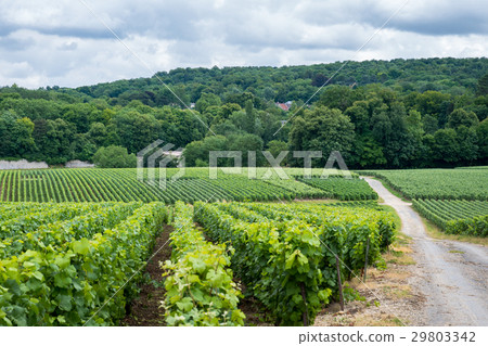 Vineyard landscape in France 29803342