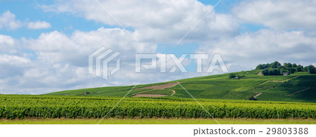Vineyard landscape in France Vineyard landscape in France 29803388