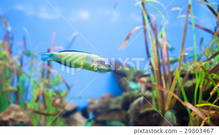 Ornate wrasse Thalassoma pavo. Small yellow fish 29803467