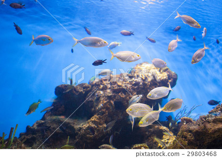 School of Tuna Fish School of Tuna Fish 29803468