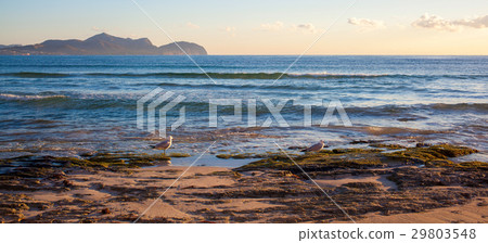 Sunset by the sea with gulls 29803548