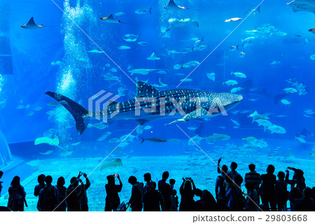 Powerful whale shark swimming elegantly at the Churaumi Aquarium 29803668