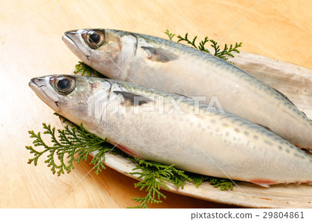 鯖魚 鯖魚 29804861