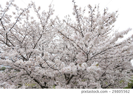 櫻花盛開 櫻花盛開 29805562
