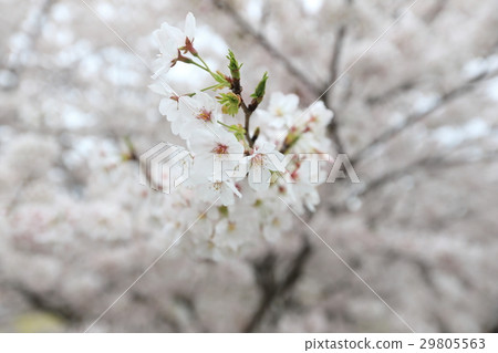 櫻花盛開 櫻花盛開 29805563