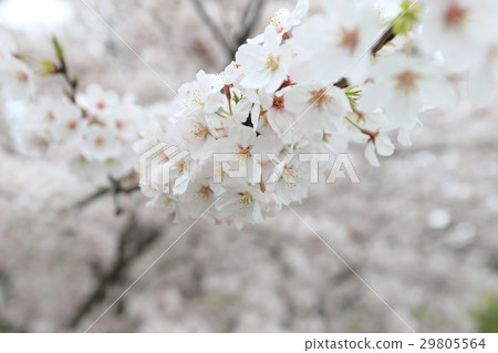 櫻花盛開 櫻花盛開 29805564