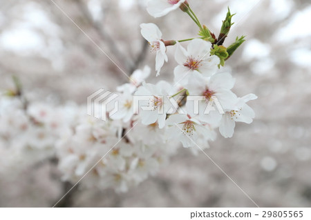 櫻花盛開 29805565