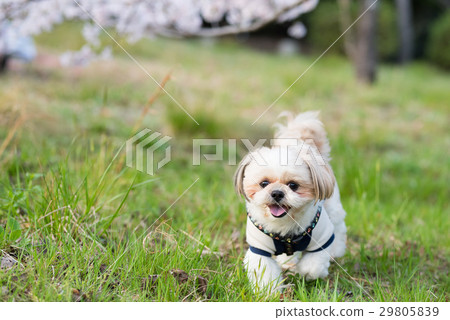 Pet dog and cherry 29805839
