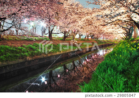 Cherry blossom at night (along Funabashi Ebi River) Cherry blossom at night (along Funabashi Ebi River) 29805847