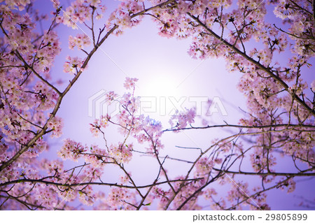 月光夜櫻桃 月光夜櫻桃 29805899