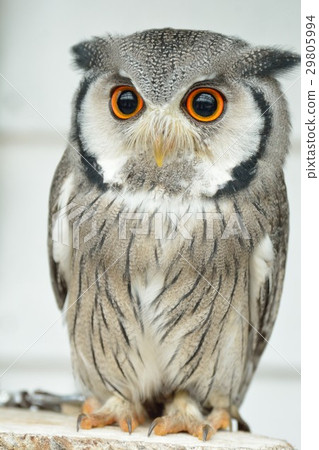 非洲大象hazuku 29805994