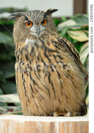 Eurasia Eagleworm 29805996