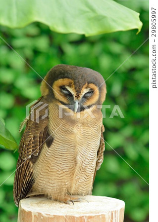 Ooo owl sleeping 29805997