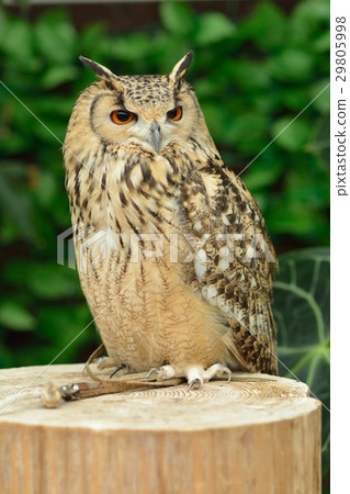 Eurasia Eagleworm 29805998