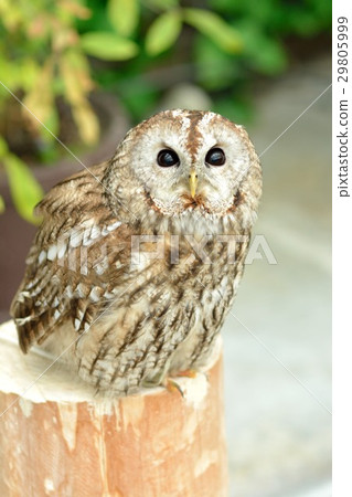 Mori owl 29805999