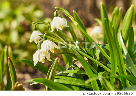 White snowflake flowers in spring 29806680