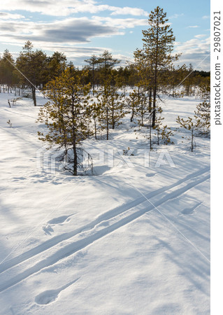 Ski track at a snowy bog in spring 29807021