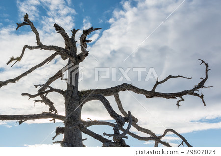 Top of dead pine tree with sky and clouds 29807023