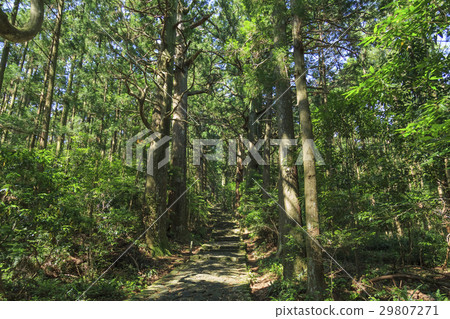 Wakayama prefecture · Kumano ancient road · Naka-ebashi Daimonzaka 29807271