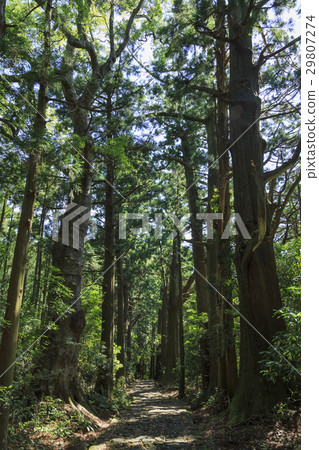 Wakayama prefecture · Kumano ancient road · Naka-ebashi Daimonzaka 29807274