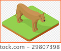 lioness vector isometric 29807398