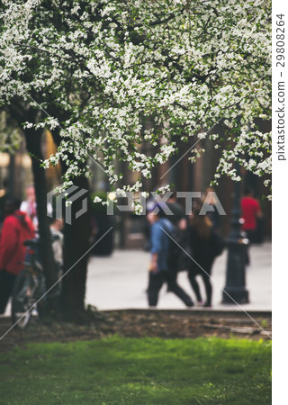 Spring tree blossom in Budapest city center in Spring tree blossom in Budapest city center in 29808264