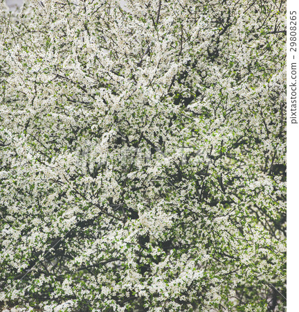 Blooming tree with white flowers, natural Blooming tree with white flowers, natural 29808265