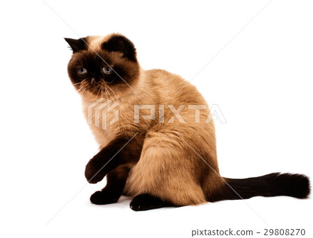 Exotic Shorthair Cat isolated on white Exotic Shorthair Cat isolated on white 29808270