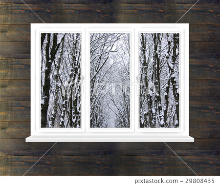 snow-clad crowns of trees in the window 29808435