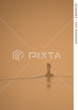 Great Crested Grebe on surface in foggy morning Great Crested Grebe on surface in foggy morning 29808476