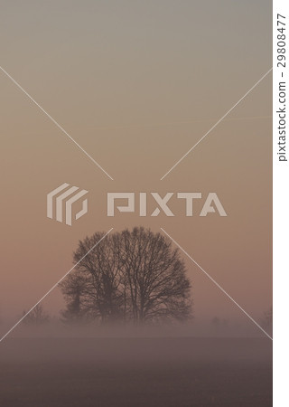 Group of trees without leaves in morning fog Group of trees without leaves in morning fog 29808477
