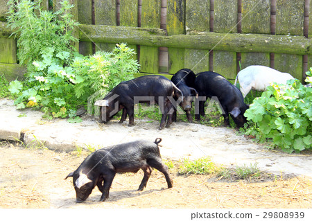 piglets run jolly on the farm 29808939