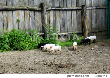 piglets run jolly on the farm 29808941