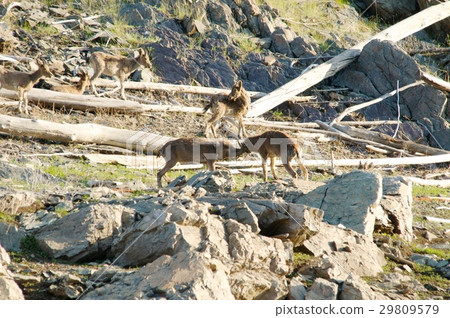 The family of mountain goats 29809579