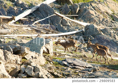 The family of mountain goats 29809583