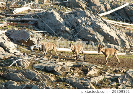 The family of mountain goats The family of mountain goats 29809591