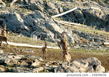 The family of mountain goats 29809636