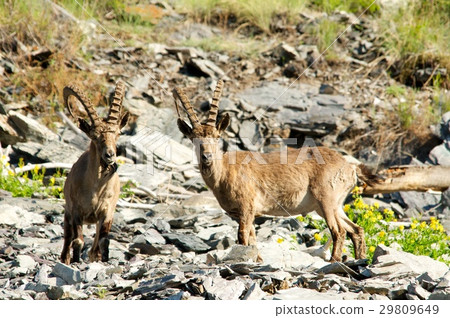 The family of mountain goats 29809649