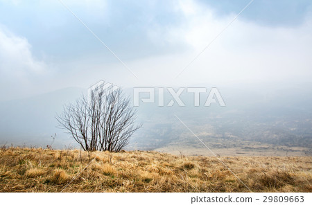 Lonely tree in the foggy mountain Lonely tree in the foggy mountain 29809663